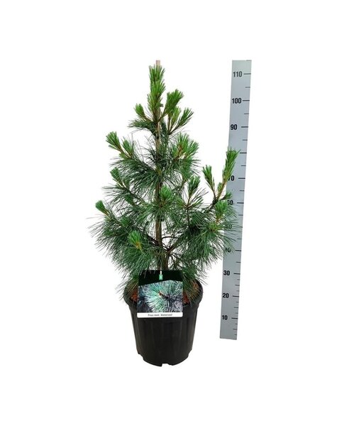 Pinus