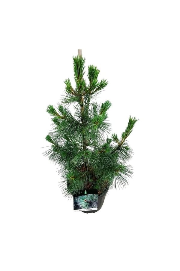 Denneboom Pinus Ammerland