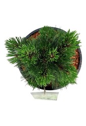 Denneboom Pinus Malinki