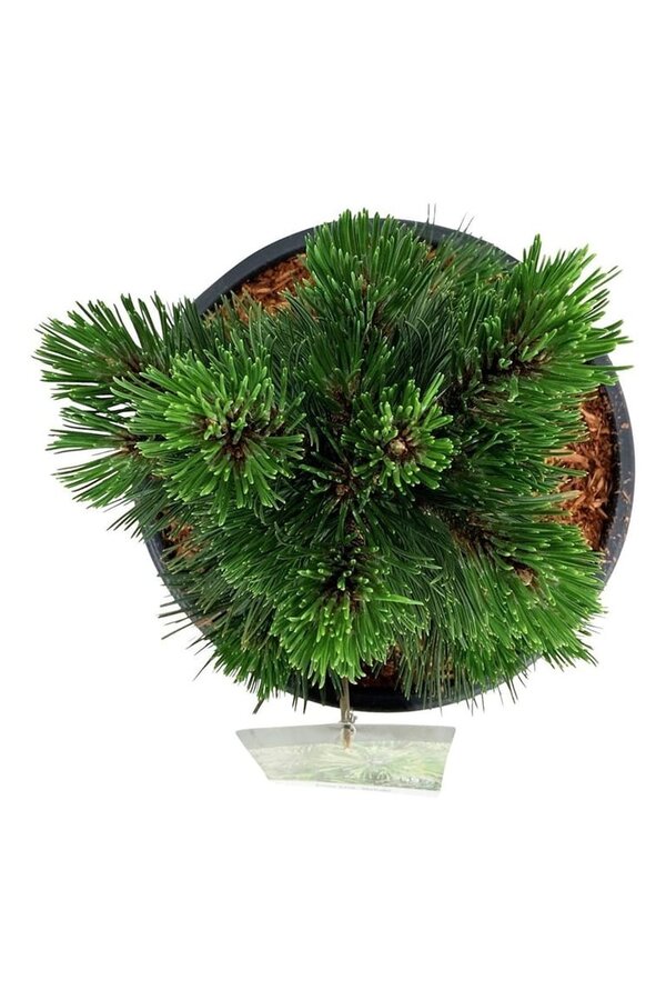 Denneboom Pinus Malinki
