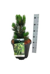 Denneboom Pinus Malinki