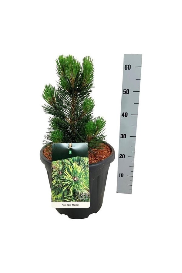 Denneboom Pinus Malinki