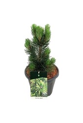 Denneboom Pinus Malinki