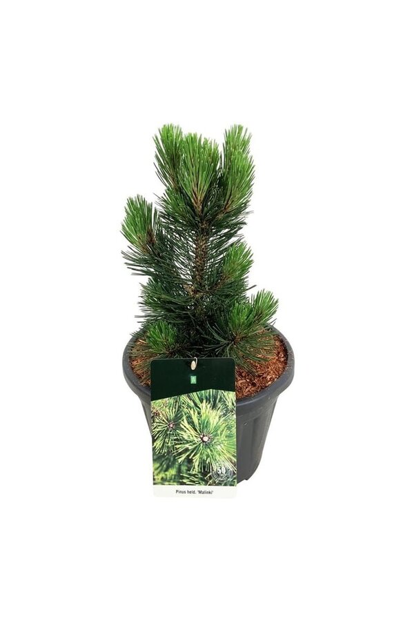 Denneboom Pinus Malinki
