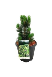 Denneboom Pinus Malinki