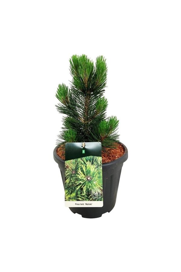 Denneboom Pinus Malinki