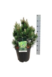 Pin sylvestre Pinus Compact Gem