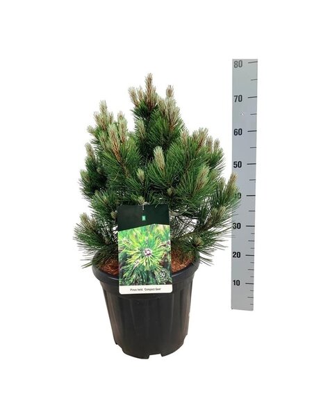 Pinus