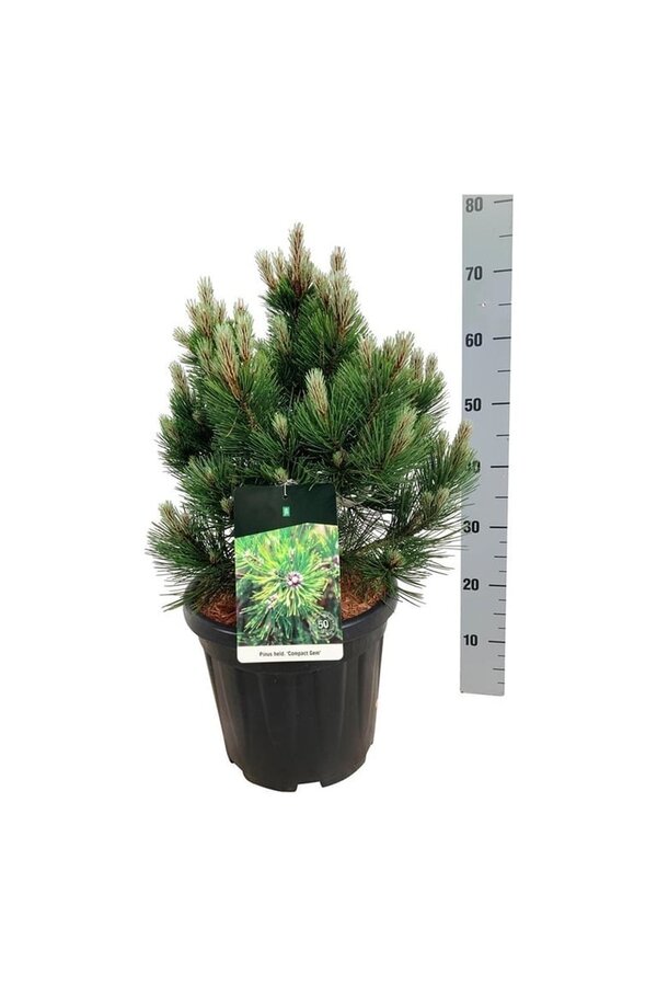 Denneboom Pinus Compact Gem