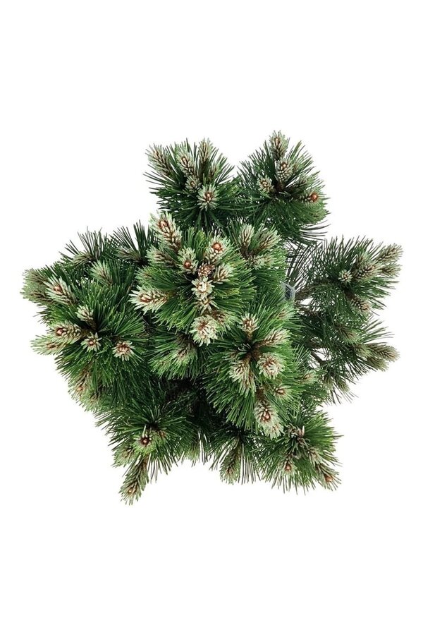 Pin sylvestre Pinus Compact Gem
