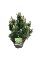 Pin sylvestre Pinus Compact Gem