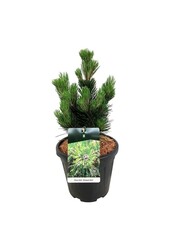Denneboom Pinus Compact Gem