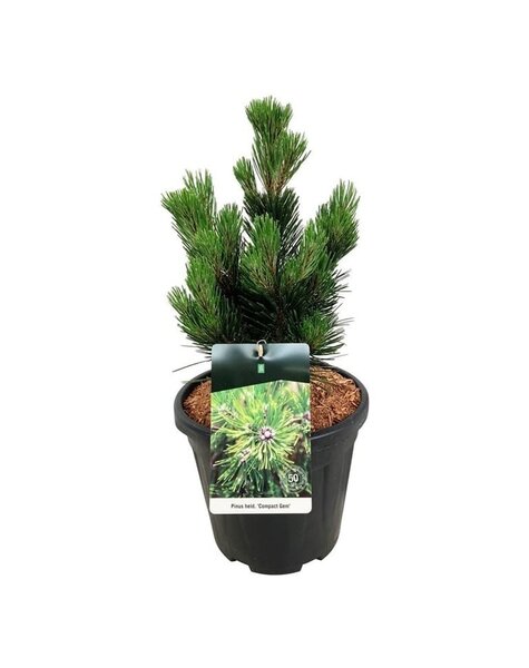 Pinus