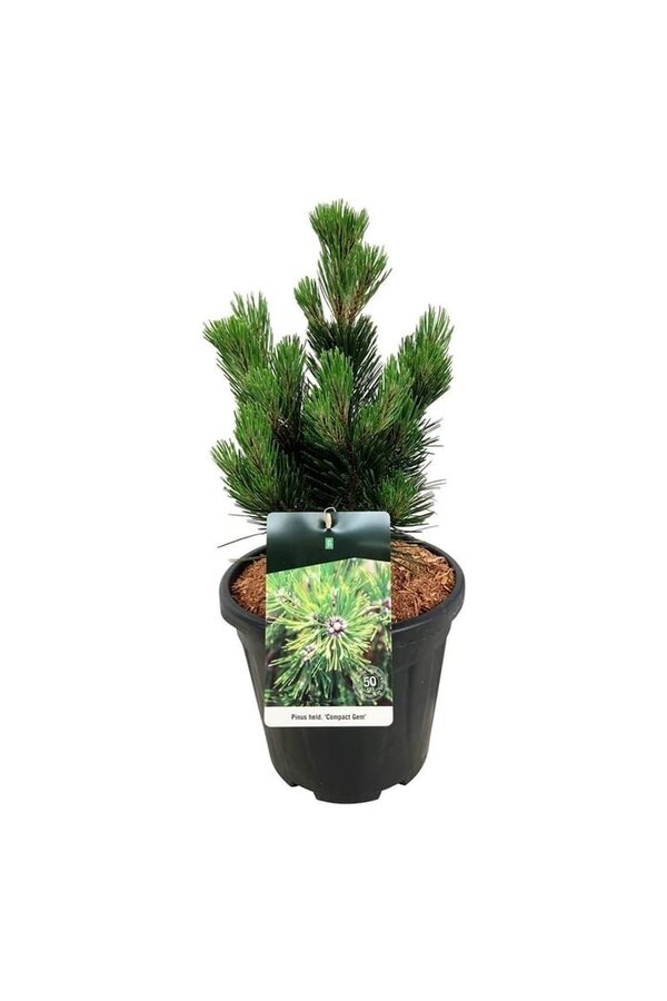 Denneboom Pinus Compact Gem