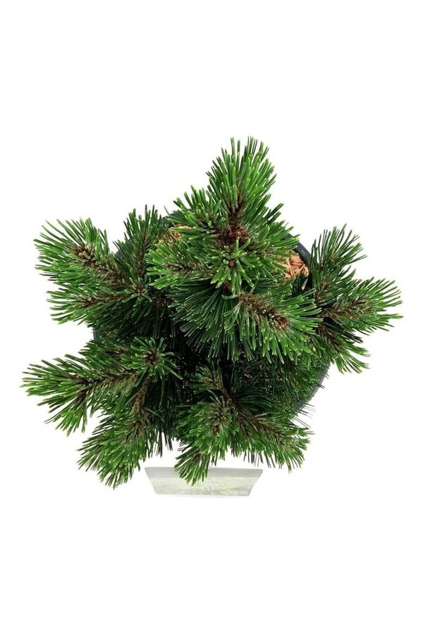 Denneboom Pinus Compact Gem