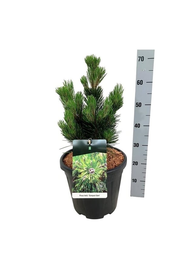 Pin Pinus Compact Gem
