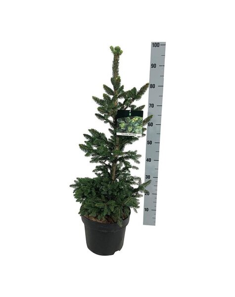 Abies