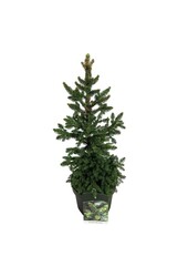 Zilverspar Picea abies Wills Zwerg