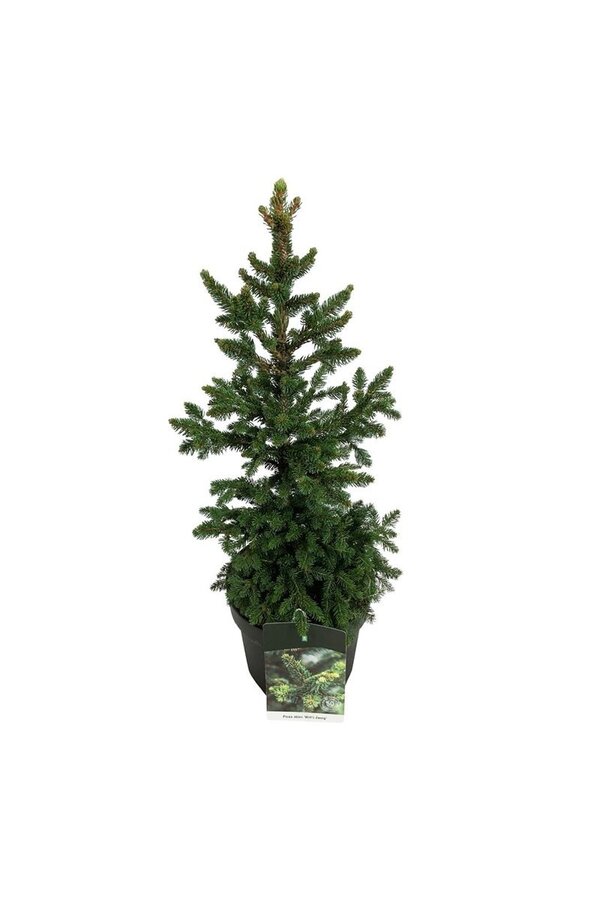 Zilverspar Picea abies Wills Zwerg