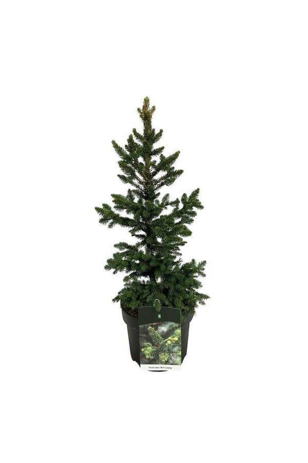 Zilverspar Picea abies Wills Zwerg