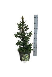 Zilverspar Picea abies Wills Zwerg