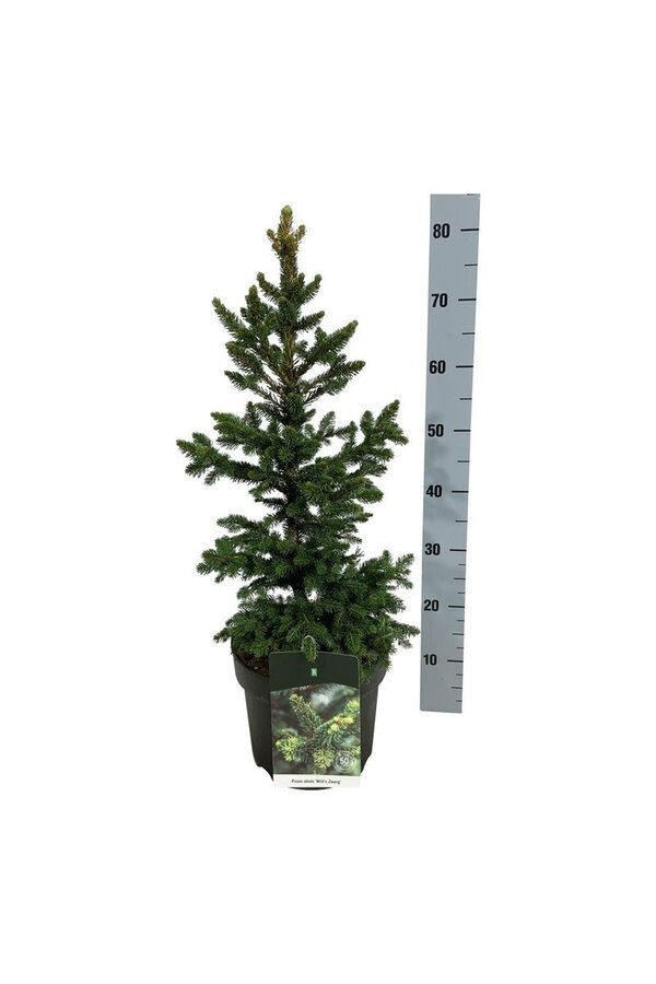 Zilverspar Picea abies Wills Zwerg