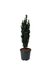 Venijnboom Taxus Black Tower