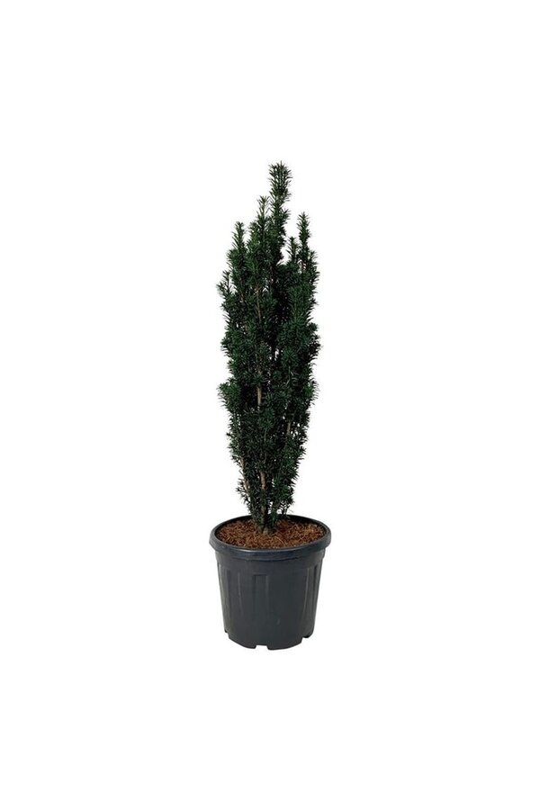 Venijnboom Taxus Black Tower
