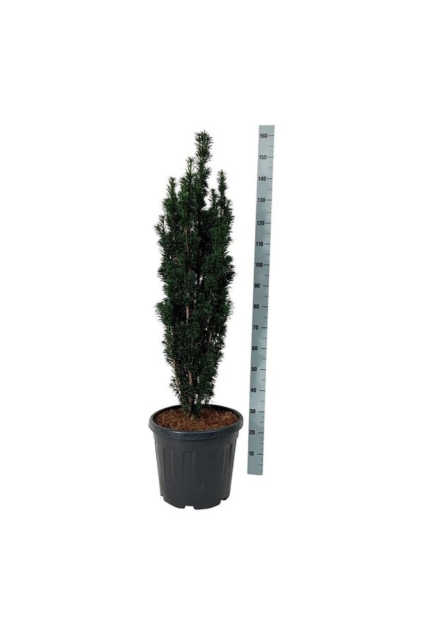 If Taxus Black Tower