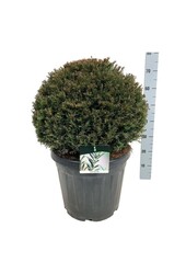 If commun Taxus baccata