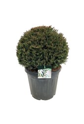 If commun Taxus baccata