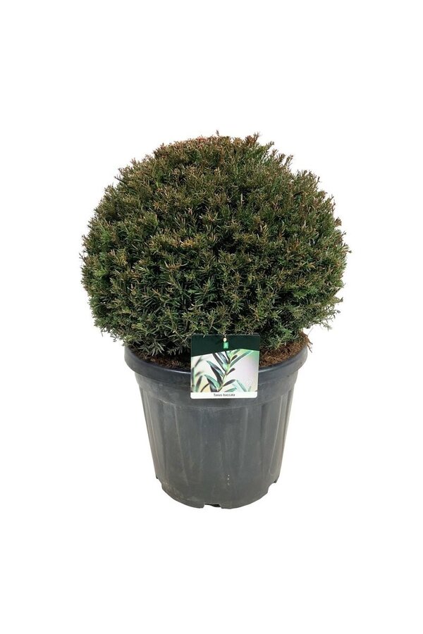 Venijnboom Taxus baccata