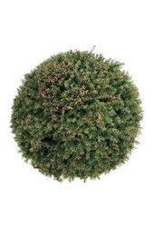 Venijnboom Taxus baccata