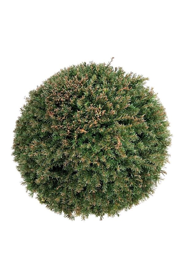 If commun Taxus baccata