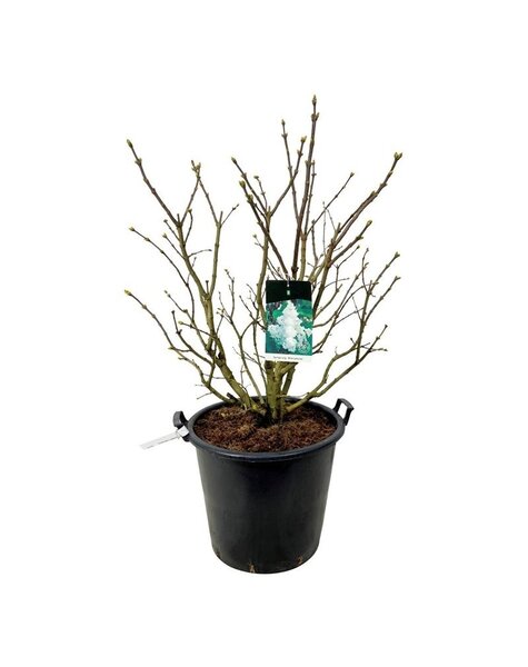Syringa