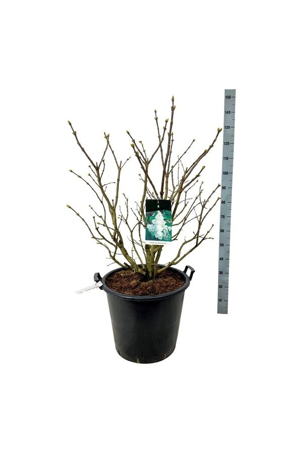 Sering Syringa Mme Lemoine