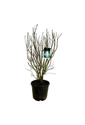 Sering Syringa Mme Lemoine