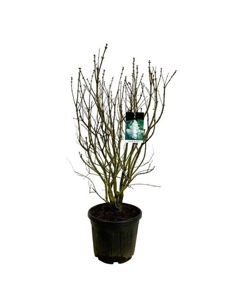 Syringa