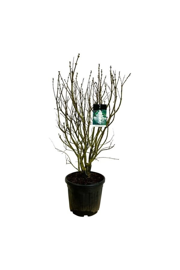 Sering Syringa Mme Lemoine