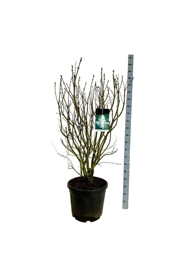 Sering Syringa Mme Lemoine