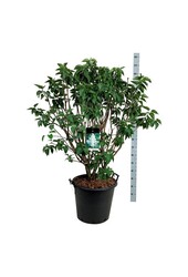 Sering Syringa Mme Lemoine