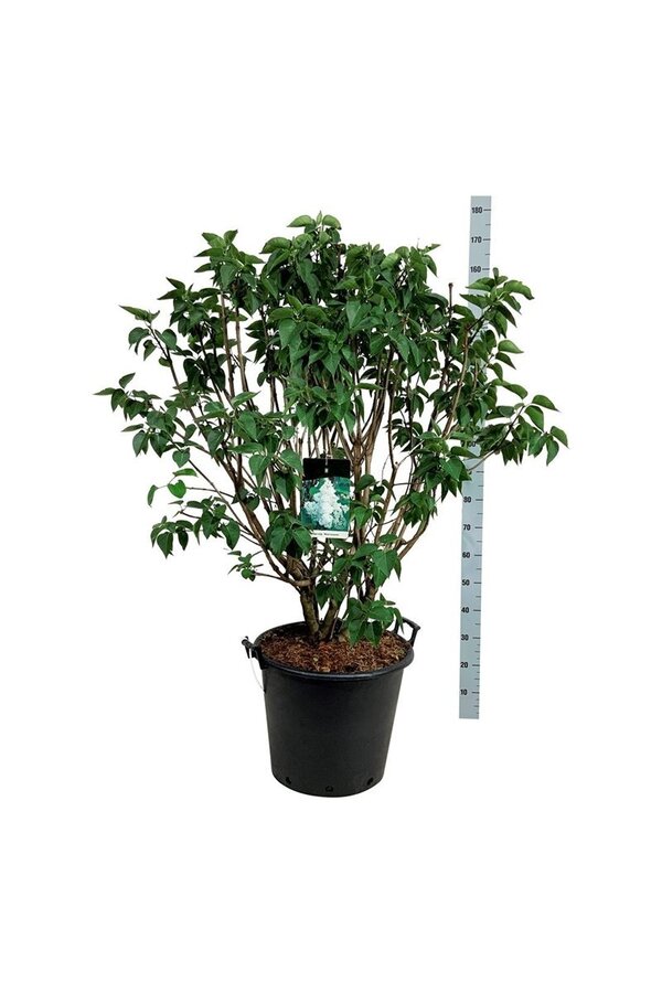 Sering Syringa Mme Lemoine