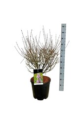Sering Syringa Sugar Plum Fairy