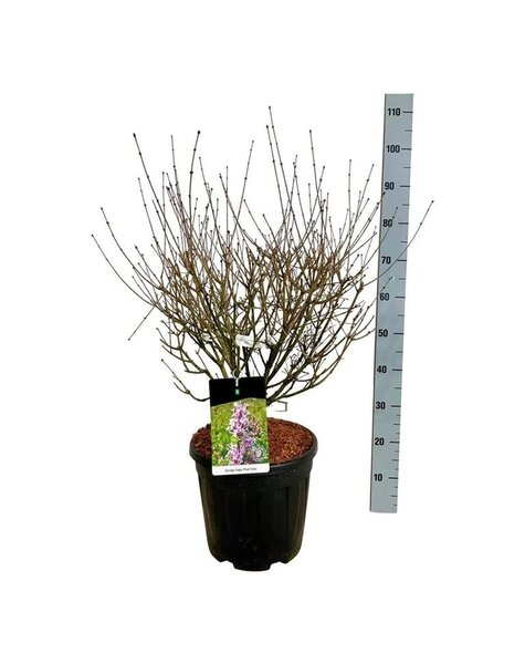Syringa