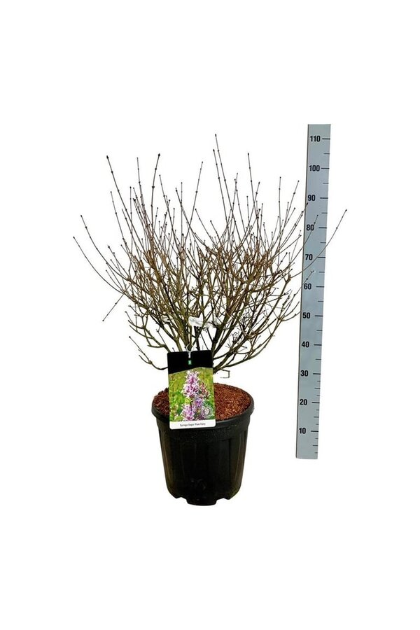 Sering Syringa Sugar Plum Fairy