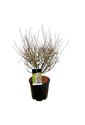 Sering Syringa Sugar Plum Fairy