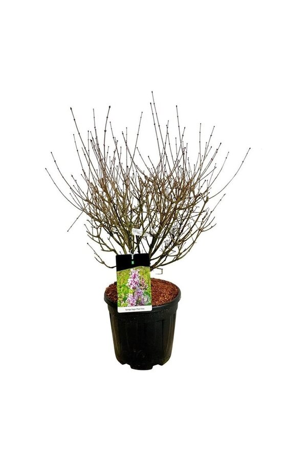 Sering Syringa Sugar Plum Fairy