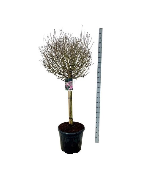 Syringa