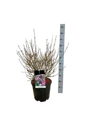 Sering Syringa meyeri Palibin