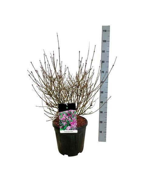 Syringa